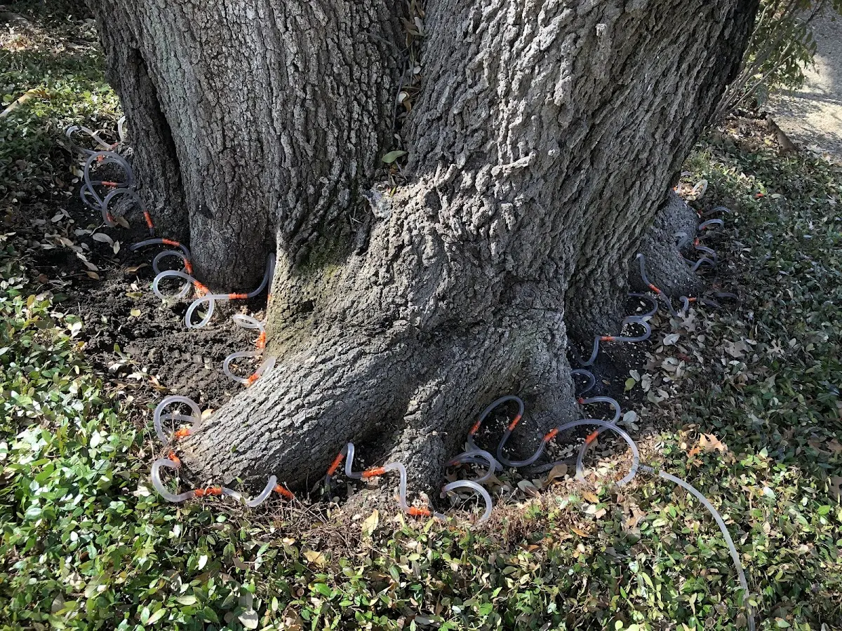 Detailed Tree Cabling and Bracing job site in Dumont