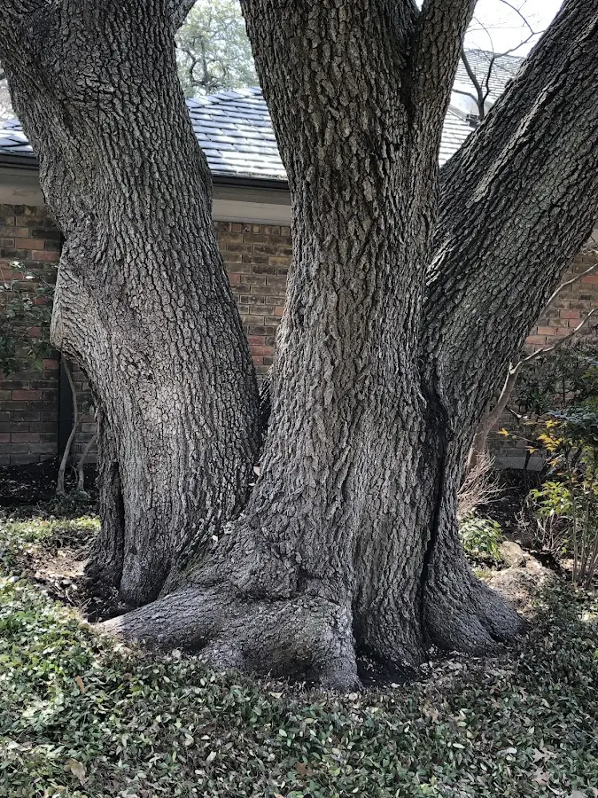 Mature heritage tree close to a Dumont property cared for by certified arborists